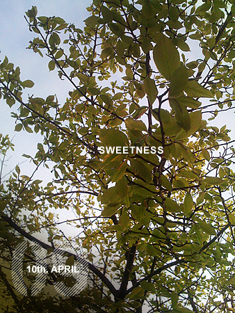 leaves_sml.jpg